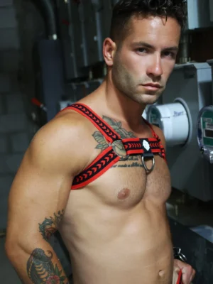 Daddys Favorite Bulldog Harness2408 048breedwell 299771